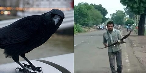 3 ஆண்டுகளாக பழிவாங்க துடிக்கும் காக்கைகள் - பதுங்கி வாழும் இளைஞர்