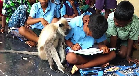 உயிரிழந்த லக்ஷ்மி குரங்கு - சோகத்தில் மூழ்கிய அரசுப்பள்ளி மாணவர்கள்