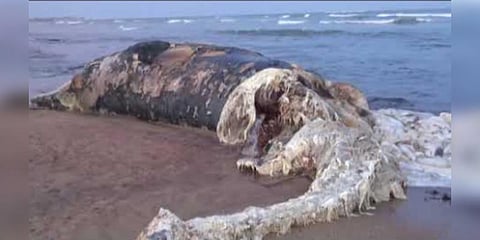 நெல்லையில் இறந்து கரை ஒதுங்கிய திமிங்கலம் : 5 டன் எடை, 25 அடி நீளம்