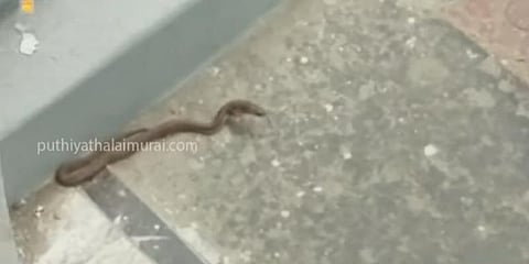 தலைமைச்செயலகத்துக்குள் புகுந்த நல்ல பாம்பு : சீறும் வீடியோ..!
