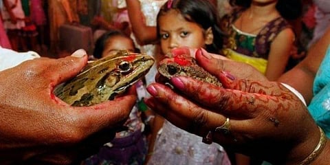 தொடர் மழை எதிரொலி : தவளைகளுக்கு விவாகரத்து