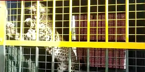 ஆட்டை வைத்து பிடிக்கப்பட்ட சிறுத்தை - அடுத்து கரடியை பிடிக்க கோரிக்கை