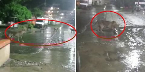 கூட்டமாக சாலையில் வலம் வந்த சிங்கங்கள் : பயணிகள் அச்சம்