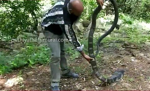 கேரள பகுதியில் பிடிபட்ட 14 அடி நீளம் கொண்ட ராஜநாகம்