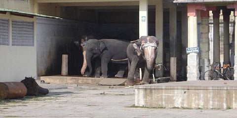 காஞ்சி காமகோடி பீடத்துக்கு சொந்தமான யானைகளை மறுவாழ்வு மையத்துக்கு அனுப்ப உத்தரவு