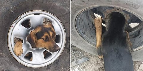 கார் டயருக்குள் சிக்கியது தலை: செல்ல நாய் போராடி மீட்பு!