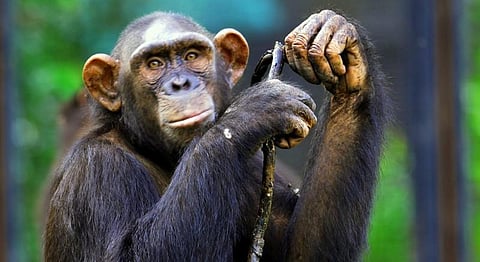 சட்டவிரோதமாக வைத்திருந்த சிம்பன்சிகளை கைப்பற்றிய அமலாக்கத்துறை