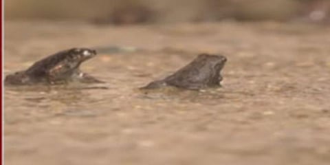 தொடர் மழை எதிரொலி : தவளைகளால் அவதிப்படும் மக்கள்