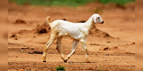 ஆறிய பகையை கீறியது ஆட்டுப்புழுக்கை: துப்பாக்கிச் சூடு வரை போன மோதல்!