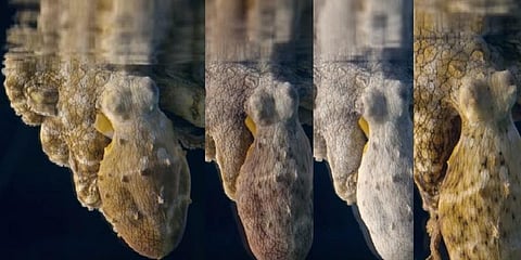 இது சாத்தியமா? - தூக்கத்தில் நிறம் மாறும் ஆக்டோபஸ்: வீடியோ