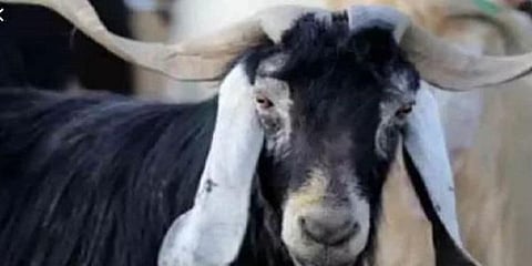 ஆடு உயிரிழப்பால் நிலக்கரி சுரங்க நிறுவனத்துக்கு ரூ.2.68 கோடி நஷ்டம்