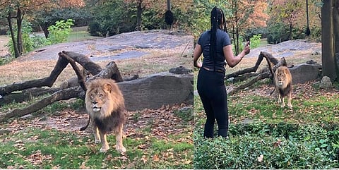 தடுப்பை தாண்டிப் போய் சிங்கத்தை சீண்டிய பெண் - வைரல் வீடியோ