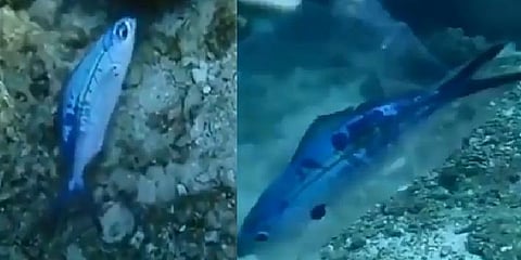 சிறிய நெகிழிக்குள் சிக்கி தவிக்கும் மீன்: வைரல் வீடியோ