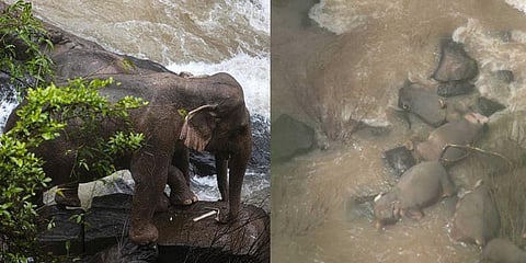 குட்டியைக் காப்பாற்றும் முயற்சியில் 6 யானைகள் அடுத்தடுத்து உயிரிழந்த பரிதாபம்!