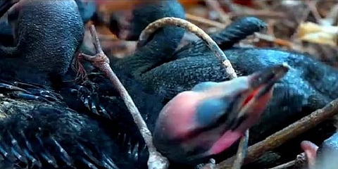 பறவைகள் கூடு கட்டிய மரத்தை வெட்டிய ரயில்வே அதிகாரிகள் மீது வழக்கு