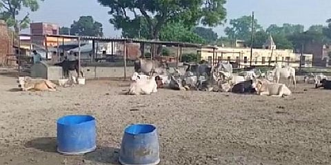 தீவன இலைகளில் நஞ்சு?: மயங்கி விழுந்து உயிரிழந்த 22 பசுக்கள்