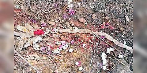 7 தலை நாகத்தின் சட்டை? பொட்டு, பூ வைத்து வழிபடும் மக்கள்!