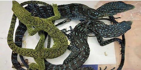 மலைப் பாம்புகள், மரப் பல்லிகள் கடத்தல் - சென்னையில் இருவர் கைது