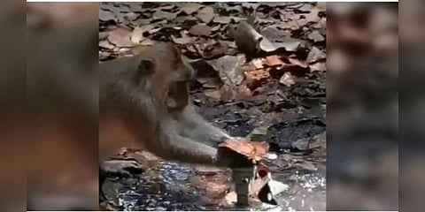 குழாயில் வீணாகும் தண்ணீர், அடைக்க முயலும் குரங்கு: வைரலாகும் வீடியோ