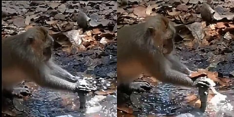 தண்ணீரின் அருமையை உணர்த்திய குரங்கு: வீடியோ!