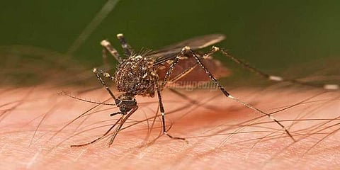 இனி வியாழக்கிழமை தோறும் டெங்கு ஒழிப்பு தினம் - சுகாதாரத்துறை