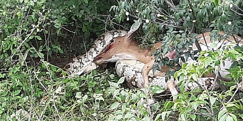 புள்ளிமானை சுற்றிய மலைப்பாம்பு - வேடிக்கை பார்க்க குவிந்த மக்கள்