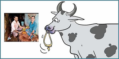 தங்கச் சங்கிலியை விழுங்கிய பசுவுக்கு ஆபரேஷன்