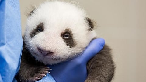 ஒன்றரை மாதத்துக்கு பின் கண் திறந்த பாண்டாக்கள் !