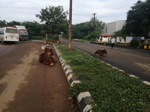 சாலைகளில் சுற்றித் திரியும் மாடுகள்.. விபத்து ஏற்படும் அபாயம்..!