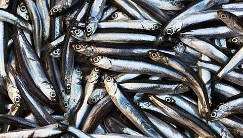 மீன் வாங்க அதிகரிக்கும் கூட்டம்: விலை அதிகரிப்பு