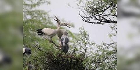 வேட்டங்குடி சரணாலயத்தில் பறவைகள் வரத்து அதிகரிப்பு