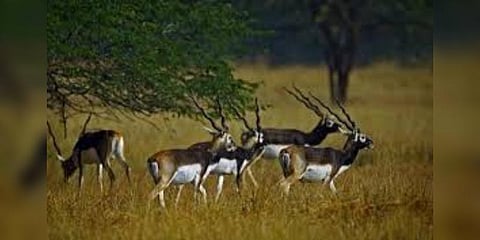 தேக்கடியில் அழகாக அணிவகுக்கும் மிளா வகை மான்கள்