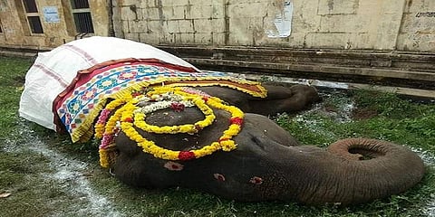 70 வயதில் உயிரிழந்த ‘சூளிகாம்பாள் யானை’ - மாலை அணிவித்து மக்கள் அஞ்சலி