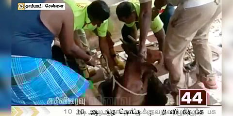 10 அடி கழிவுநீர் தொட்டியில் தவறி விழுந்த பசு மாடு - போராடி மீட்பு