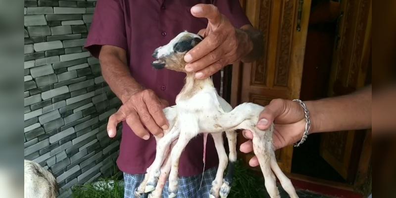 8 கால்கள்.. 2 உடல்களுடன் ஒட்டிப் பிறந்த ஆட்டுக்குட்டி