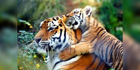 ‘பட்டாசு இல்லாத தீபாவளிக்கு அழைப்பு’ - முதுமலை வனத்துறை