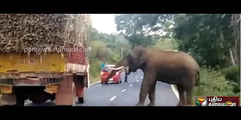 கரும்பு லாரிகளால் நெடுஞ்சாலையில் சுற்றித் திரியும் யானைகள் - மக்கள் புகார்