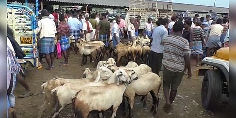 4 மணி நேரத்தில் 3 கோடி ரூபாய்க்கு ஆடுகள் விற்பனை - தீபாவளி உற்சாகம்