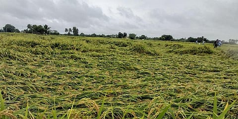 அறுவடைக்கு தயாரான நெற்பயிர்கள் மழைநீரில் மூழ்கியதால் விவசாயிகள் வேதனை..!