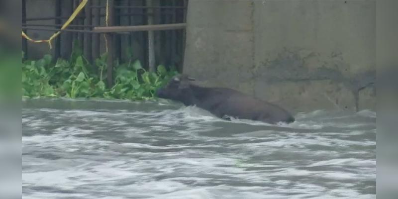 அடையாற்றின் வெள்ளப்பெருக்கால் அடித்துச் செல்லப்பட்ட தற்காலிக பாலம்