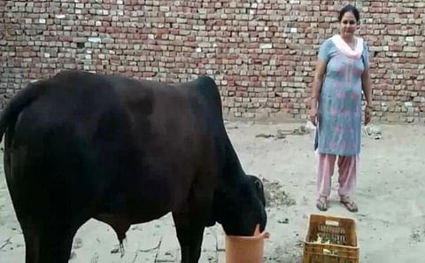 40 கிராம் தங்க நகையை விழுங்கிய மாடு: கண்காணிக்கும் குடும்பம்