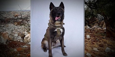 அன்று பின்லேடன்; இன்று பக்தாதி: மோப்ப நாய்களின் அசாத்திய திறமை!