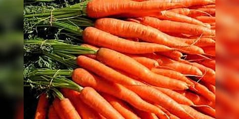 கேரட் விலை கடுமையாக வீழ்ச்சி - கொடைக்கானல் விவசாயிகள் வேதனை
