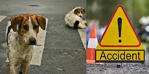 தெருநாய்களால் தொடரும் விபத்துகள்.. 10 பேர் உயிரிழப்பு