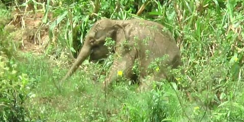 காலில் கட்டியுடன் அவதிப்படும் குட்டி யானை- சிகிச்சை அளிக்கக் கோரும் மக்கள்