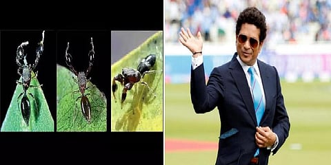 புதிய ஸ்பைடருக்கு சச்சின் டெண்டுல்கர் என பெயர் சூட்டிய ஆராய்ச்சியாளர்..!