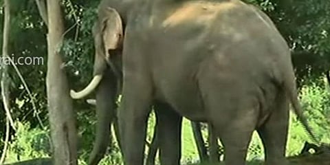 மக்களை அச்சுறுத்தும் ‘அரிசி ராஜா’யானையை பிடிக்க 2 கும்கி யானைகள்..!