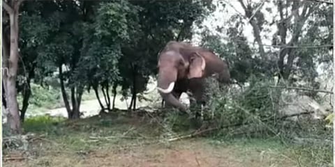 வளர்ப்பு யானையாக மாறப்போகும் ‘அரிசி ராஜா’ - வனத்துறை திட்டம்