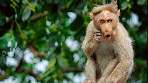 மதுராவில் குரங்குகள் காப்பகத்துக்கு 25 ஏக்கர் நிலம்