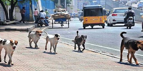 அச்சுறுத்தும் நாய்கள் ... பயத்தில் பதுங்கி பதுங்கி செல்லும் மக்கள்...!